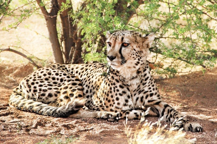 International Cheetah Day - Cheetah