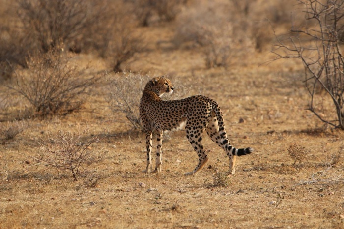 International Cat Day - Cheetah 