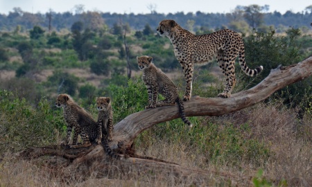 International Cheetah Day - Cheetah and Cubs