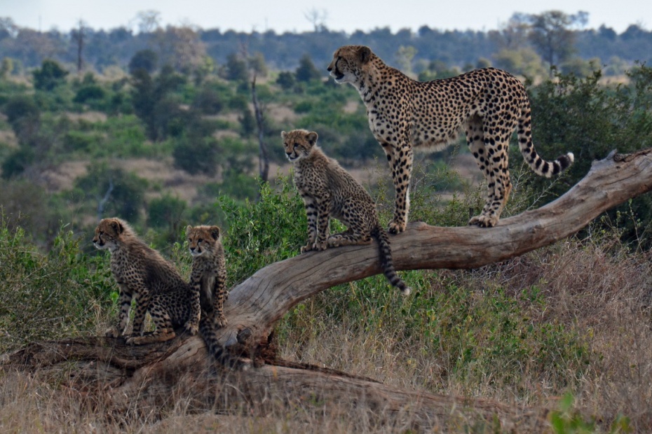 Cheetah and Cubs