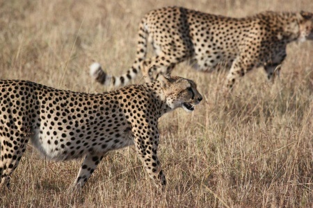 International Cheetah Day - Cheetahs