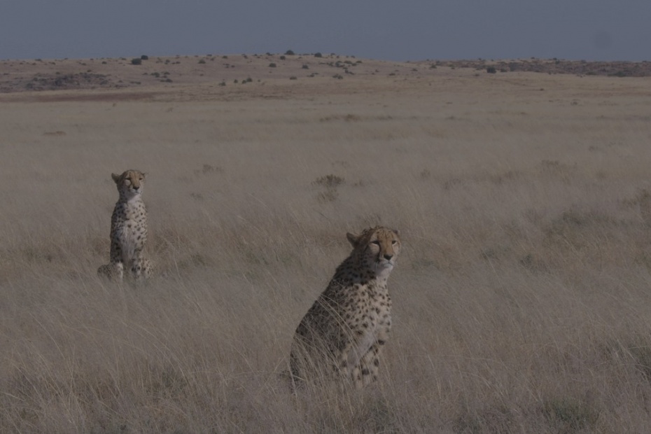 Cheetahs