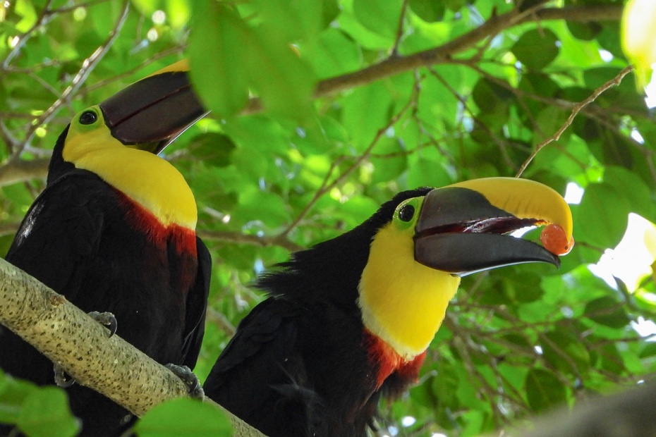 Chestnut Mandible Toucan