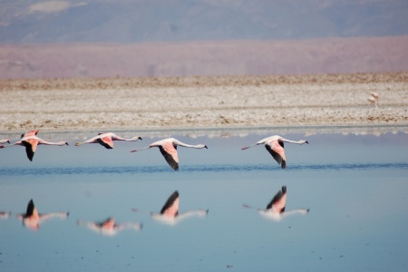 Chilean Flamingo