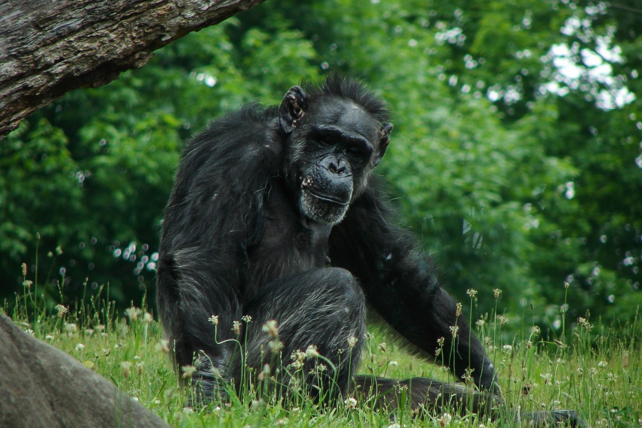 Chimpanzee