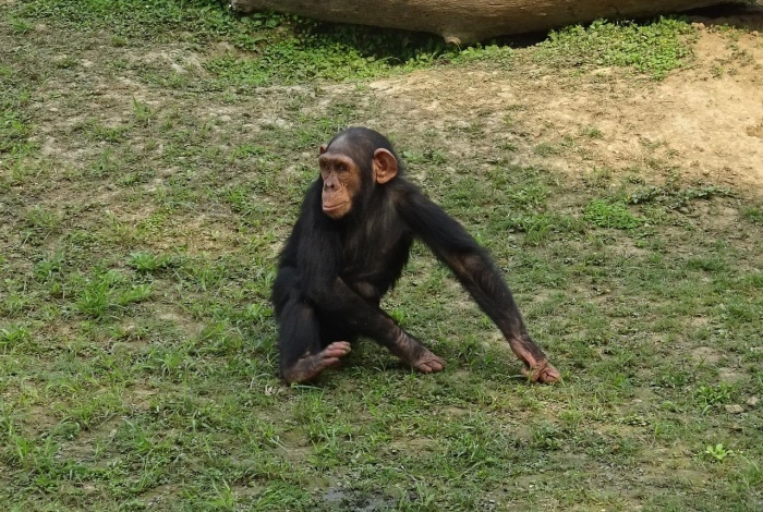 World Chimpanzee Day