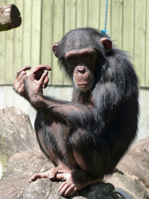 World Chimpanzee Day - Chimpanzee