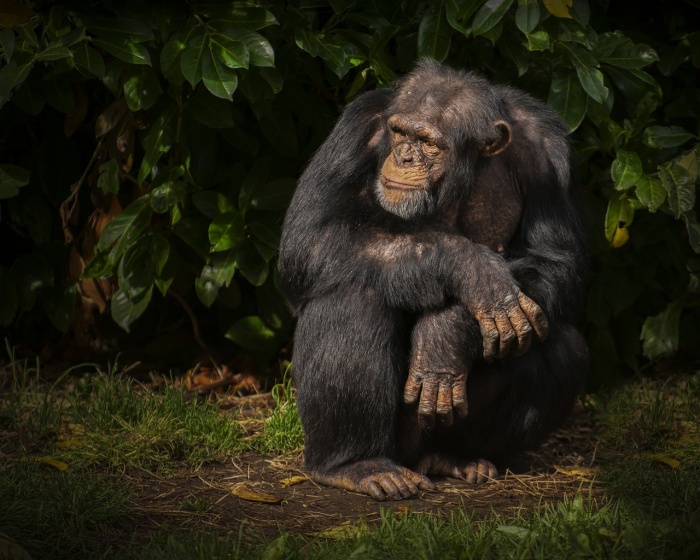 World Chimpanzee Day - Chimpanzee 