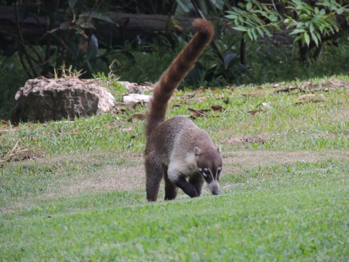 World Coati Day - Coati