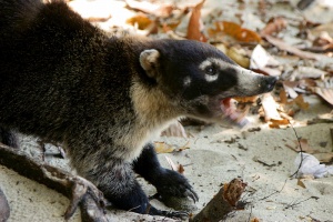 Coatimundi - Wildlife Information