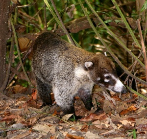 Coatimundi