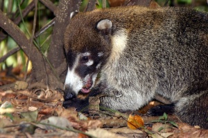 Coatimundi