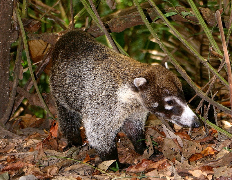 Coatimundi