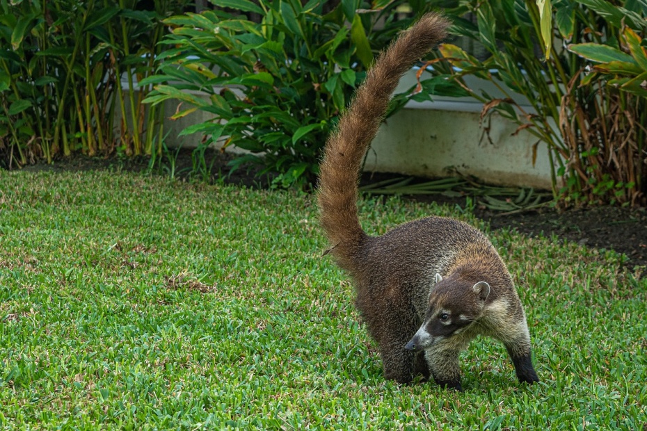 Coatimundi nasua