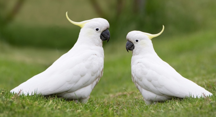 National Bird Day - Cockatoos