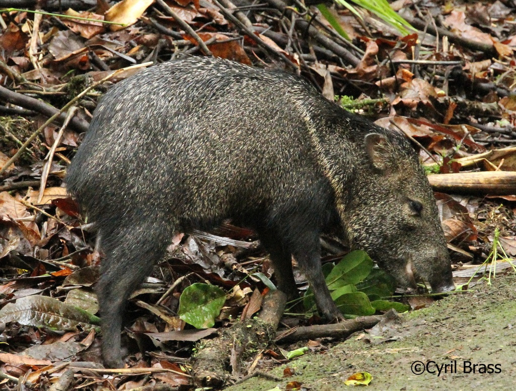 Central America Mammals - Collared Peccary