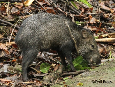 Collared Peccary