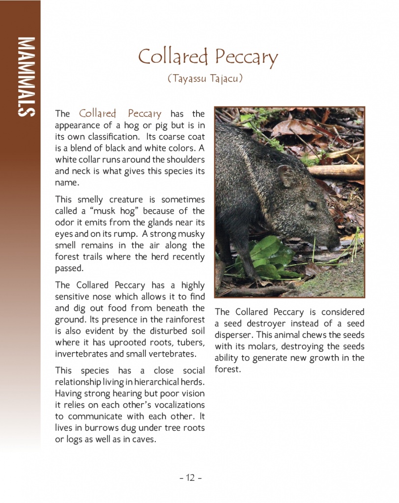 Collared Peccary - Wildlife in Central America 2 - Page 12