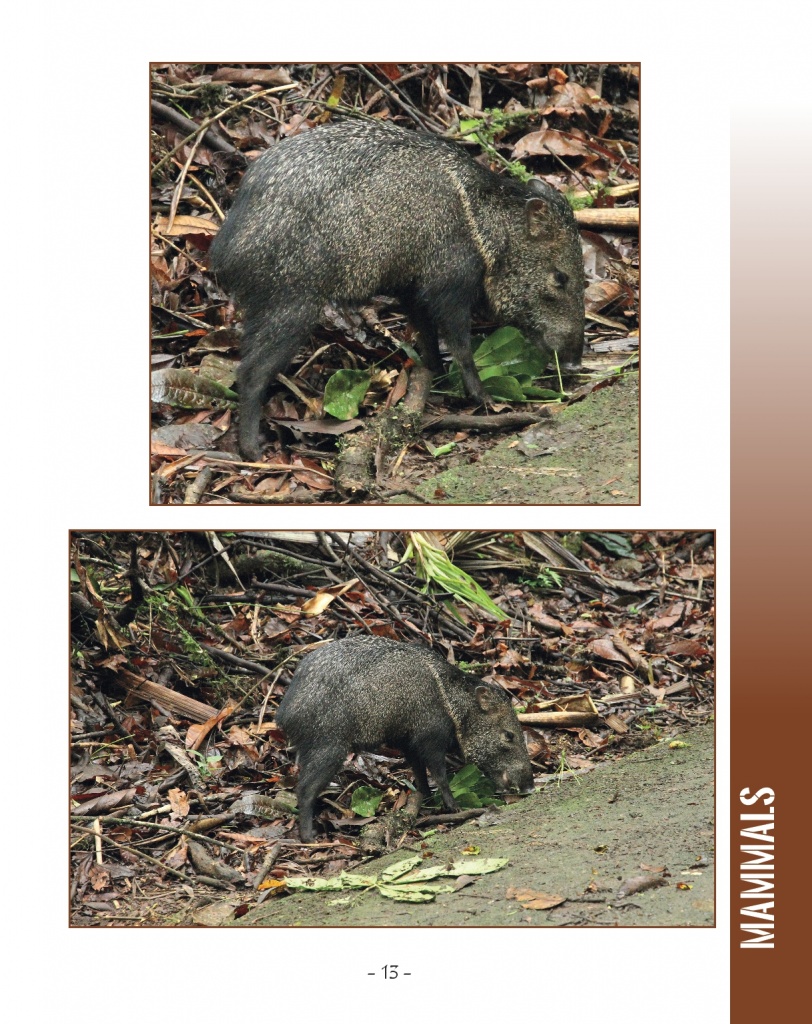 Collared Peccary - Wildlife in Central America 2 - page 13