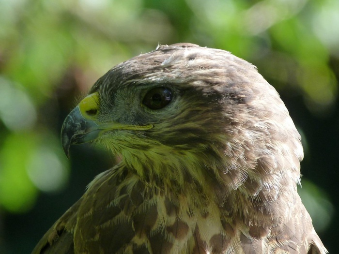 Common Buzzard