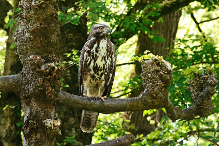 Buzzard Day - Common Buzzard