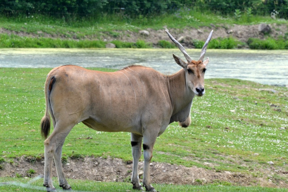 Common Eland