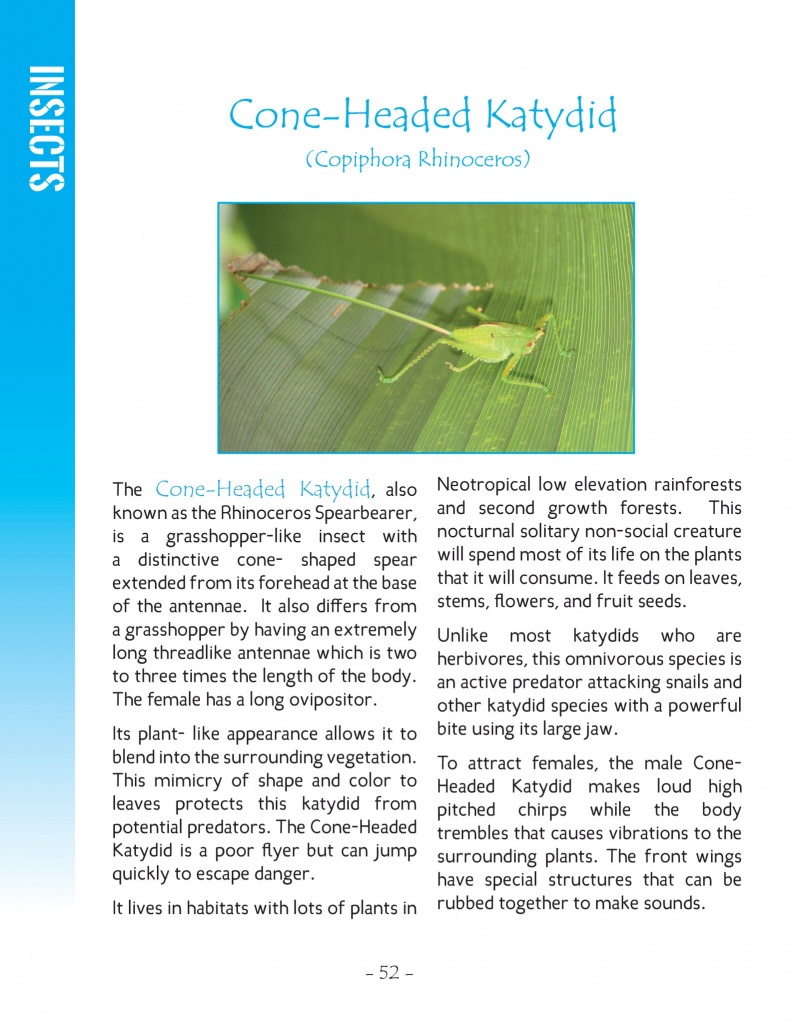 Cone-Headed Katydid - Wildlife in Central America 2 - page 52
