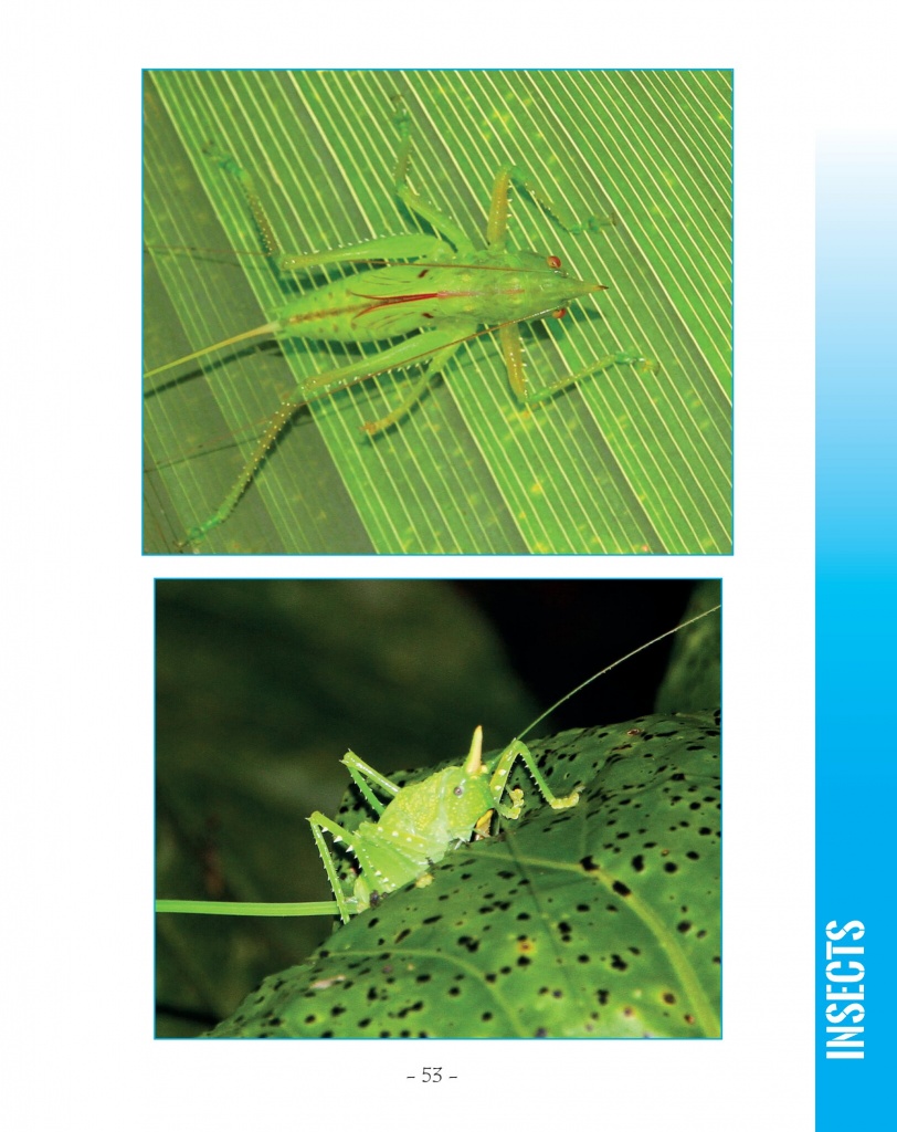 Cone-Headed Katydid - Wildlife in Central America 2 - page 53