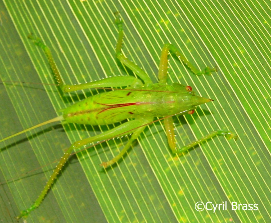 Central America Insects - Coned Headed Katydid