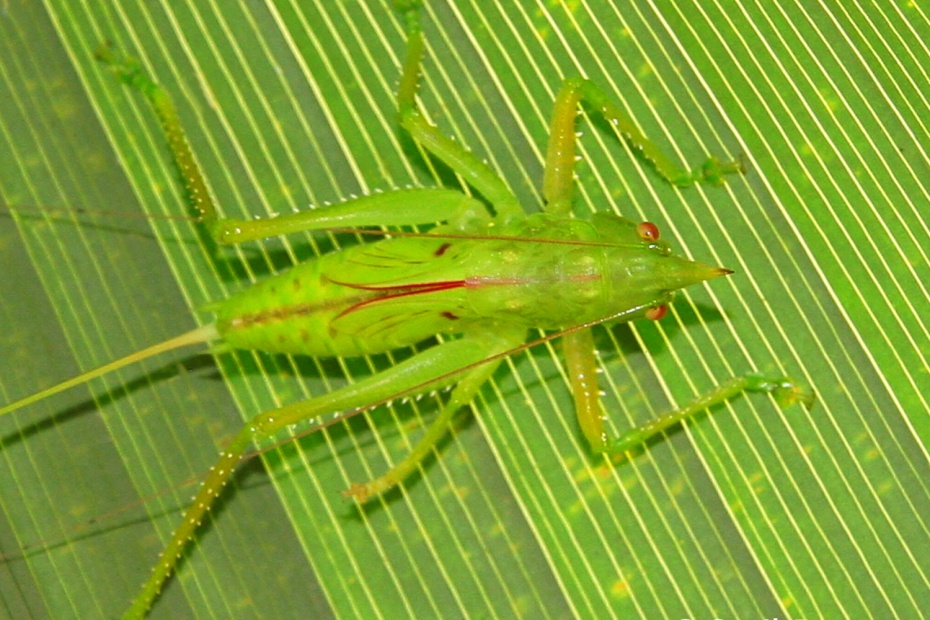 Coned Headed Katydid