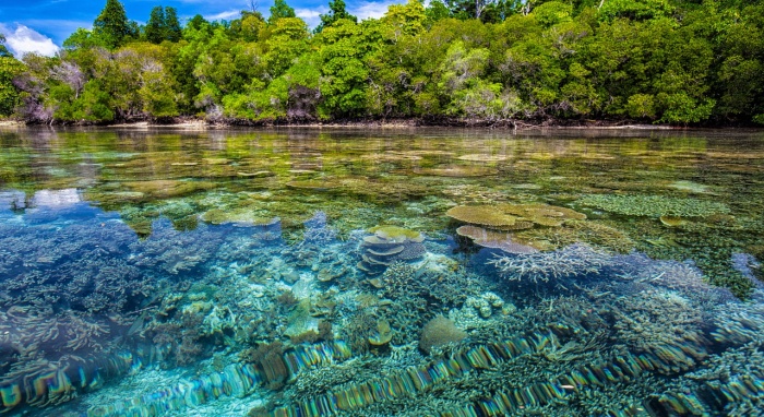 Coral Reef Awareness Week - Coral Reef