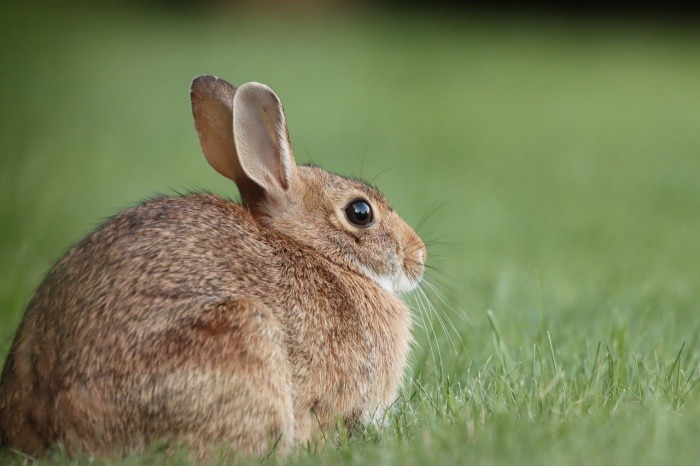 International Rabbit Day - Cottontail Rabbit