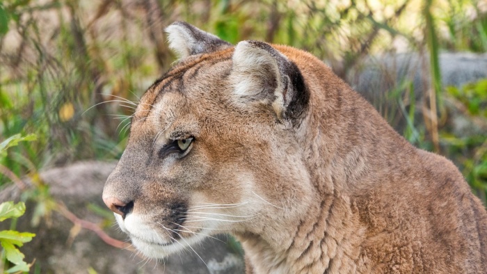 National Cougar Day - Cougar - Puma 