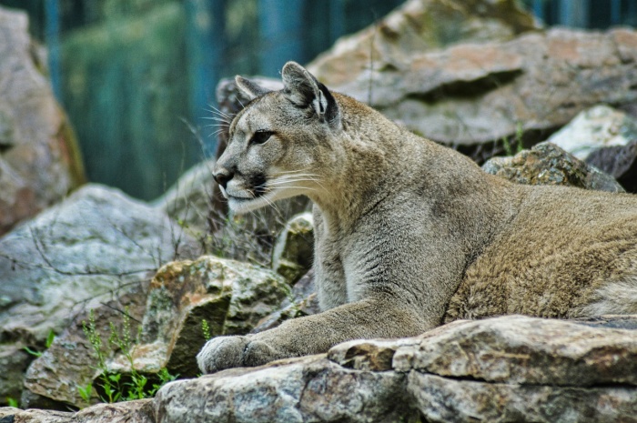 National Cougar Day - Cougar