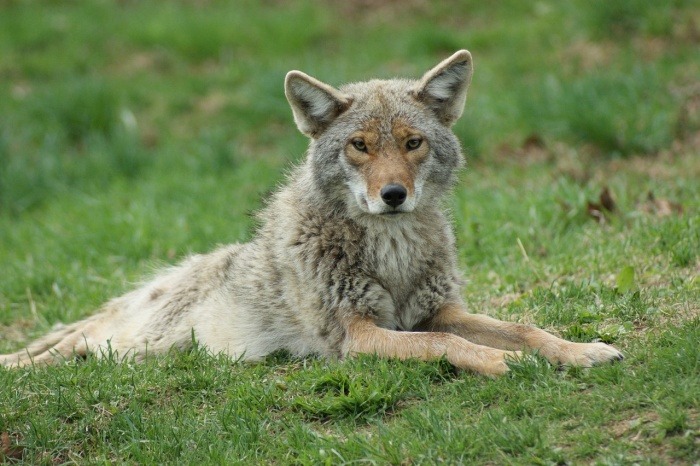 National Coyote Day - Coyote