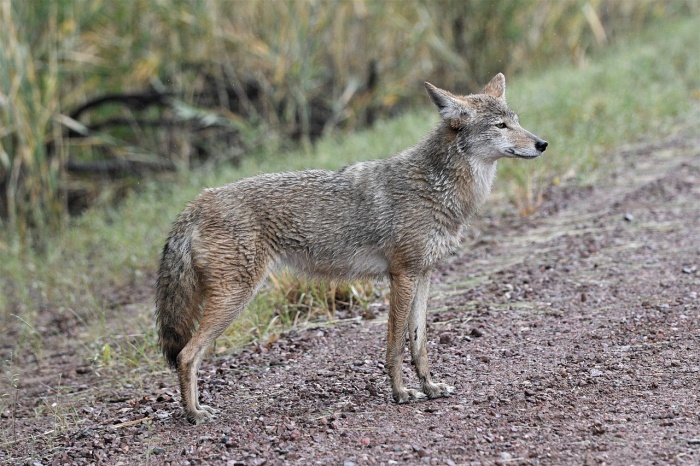 National Coyote Day - Coyote