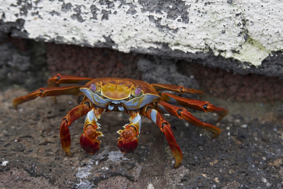 Crab