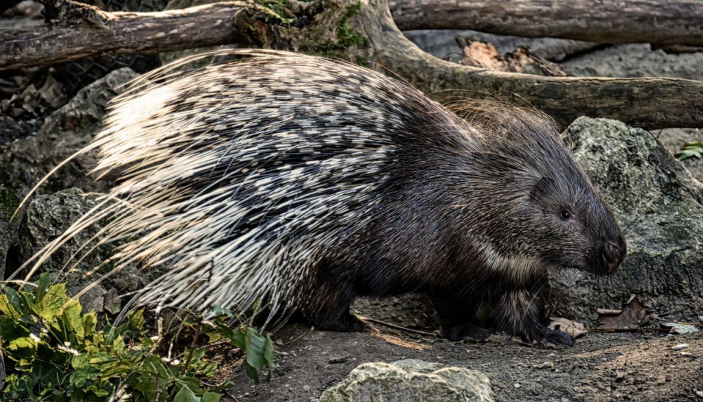 World Porcupine Day - Crested Porcupine