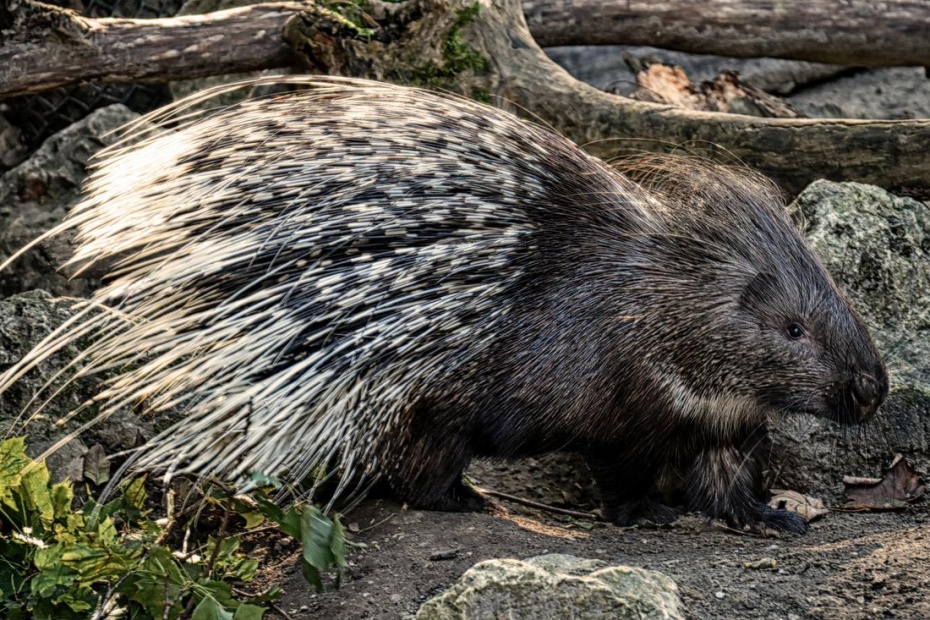 World Porcupine Day - Crested Porcupine