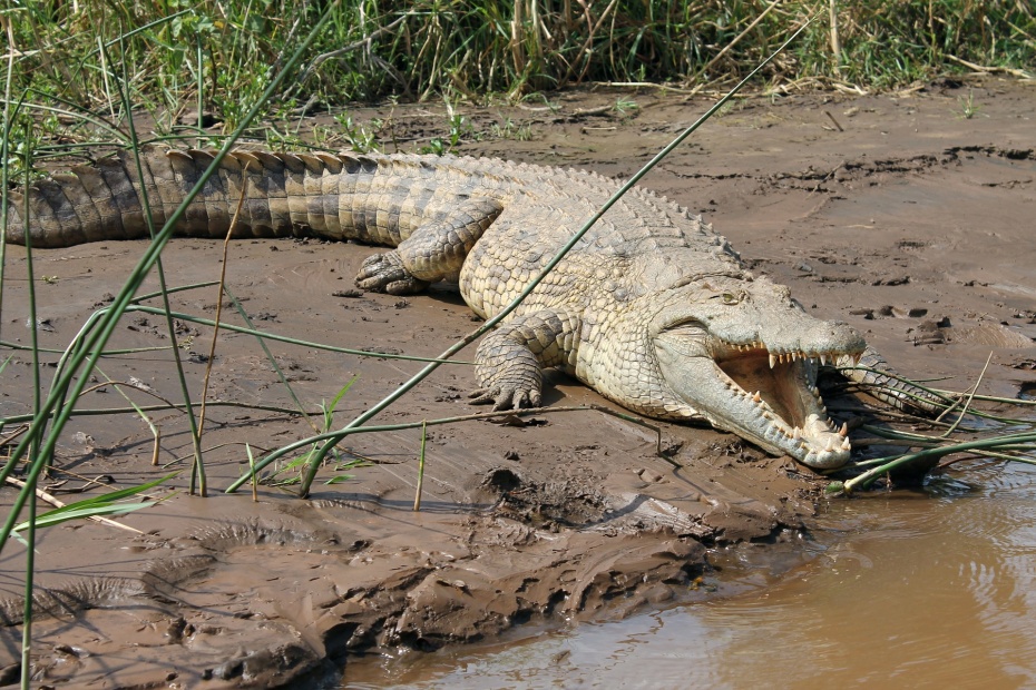 Crocodile