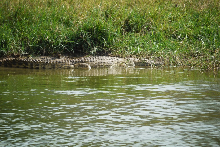 African Crocodile