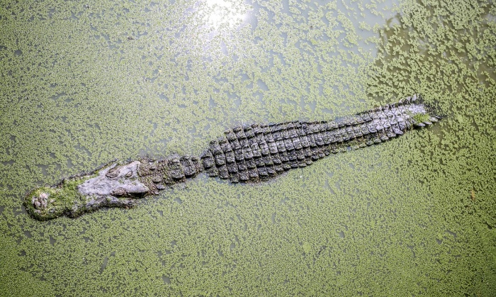 World Croc Day - Crocodile