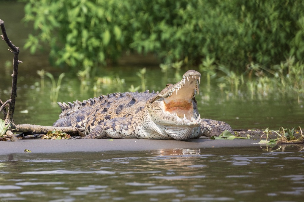 World Crocodile Day - Crocodile