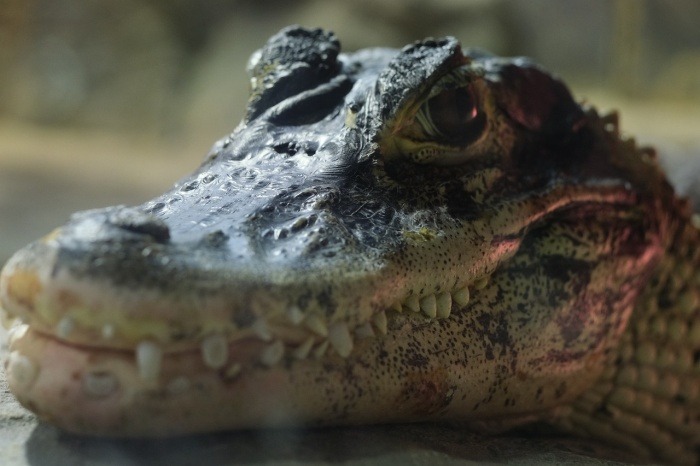 World Habitat Day - Crocodile
