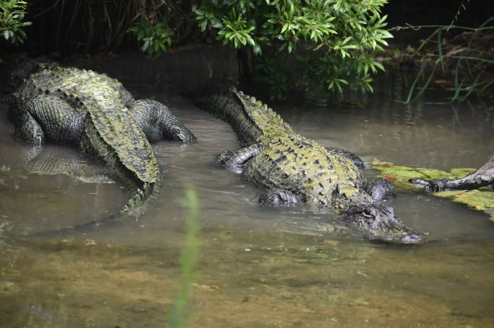 Reptile Awareness Day - Crocodiles