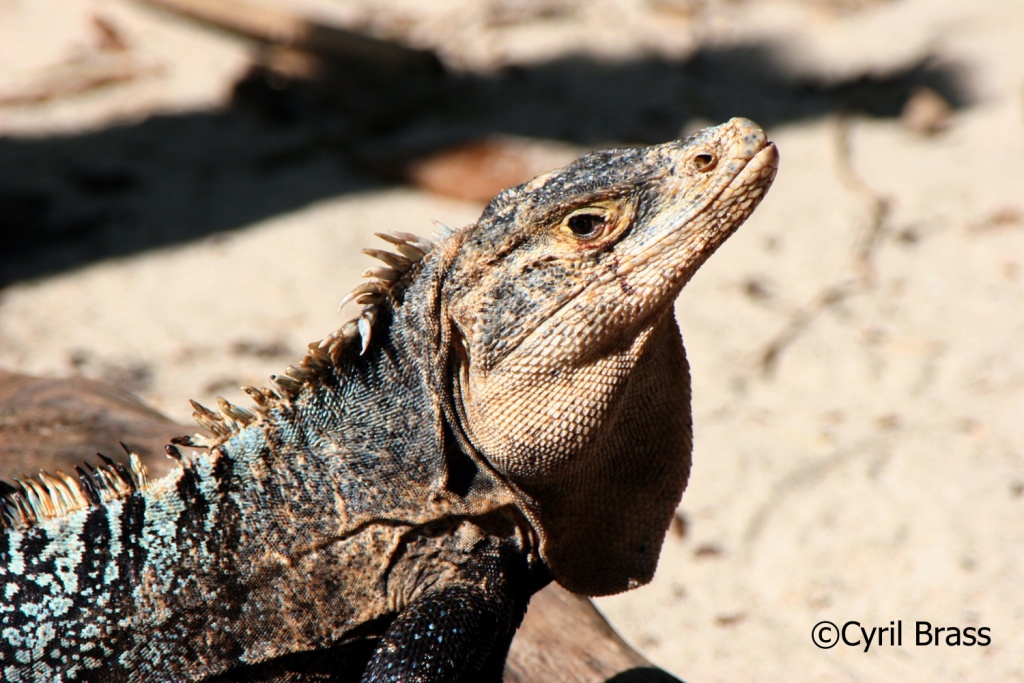 Central American Reptiles - Ctenosaur