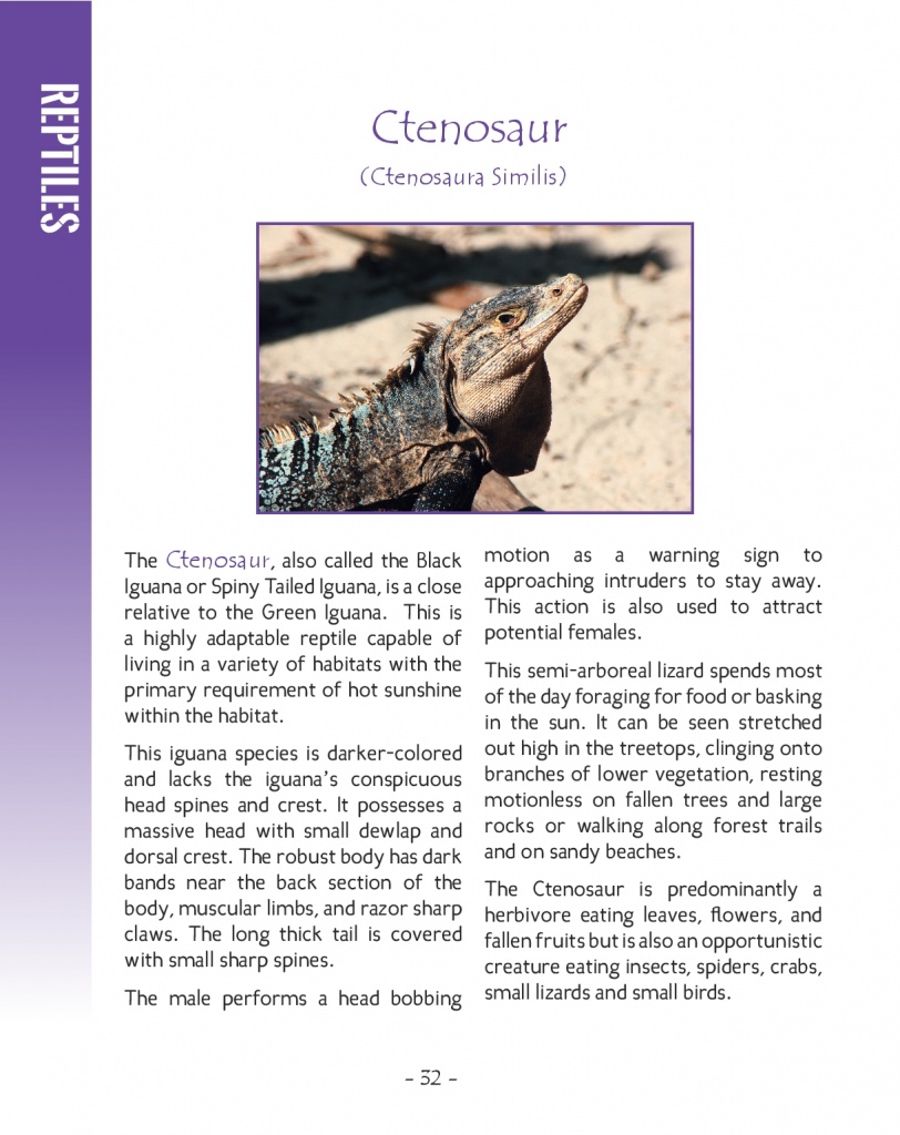 Green Iguana and Ctenosaur - Ctenosaur - Wildlife in Central America 2 - Page 32