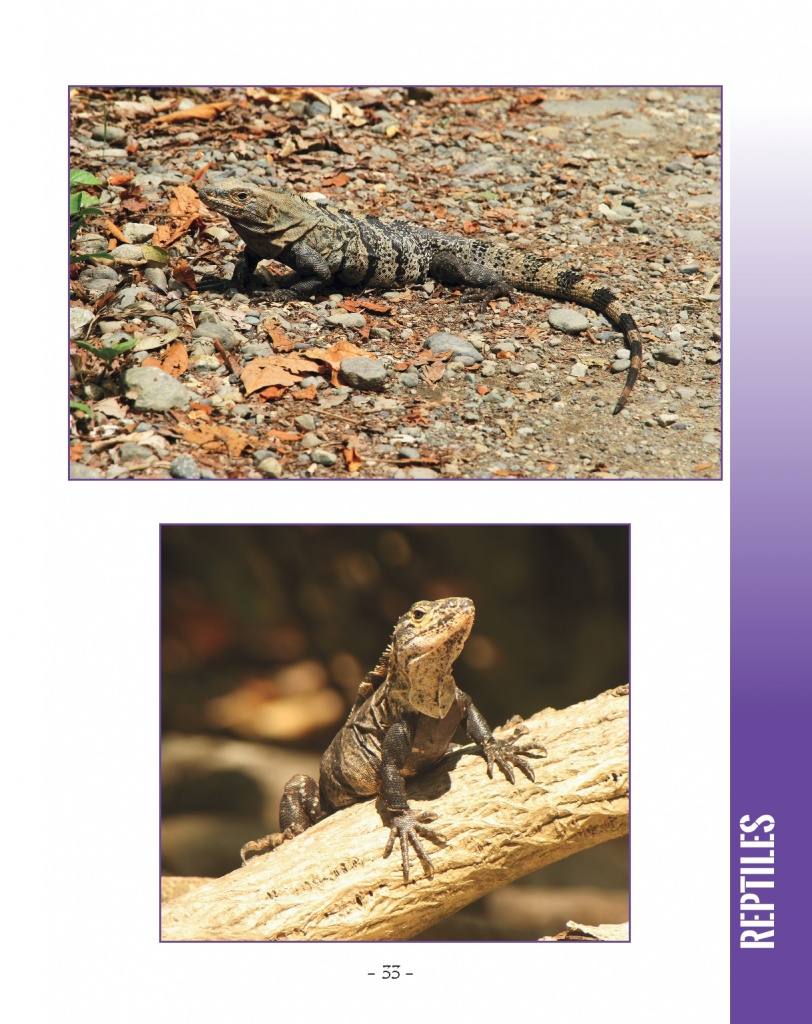 Green Iguana and Ctenosaur - Ctensosaur - Wildlife in Central America 2 - Page 33