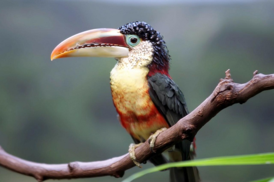 Curly Crested Aracari