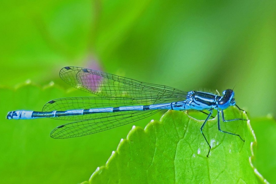 Damselfly